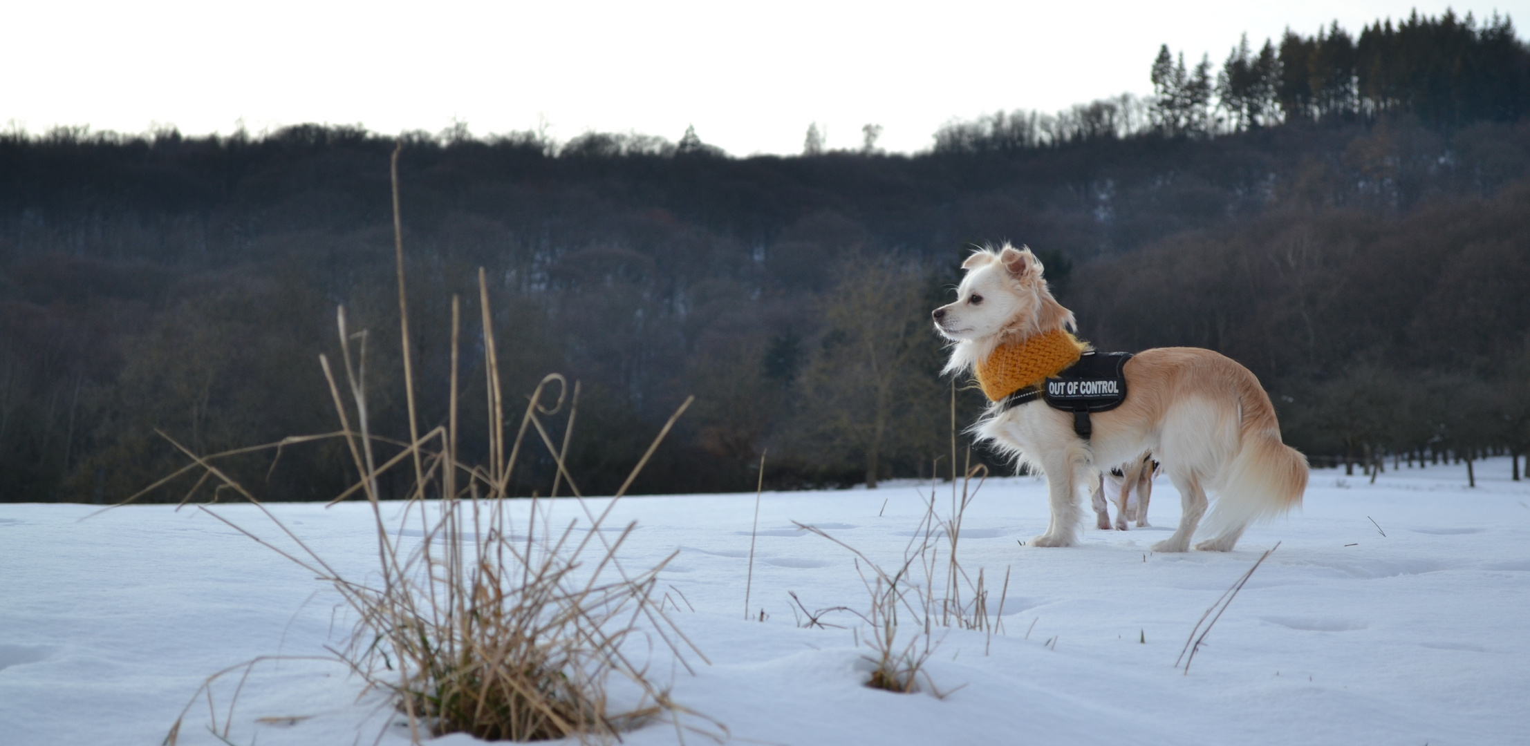 Der erste Schnee 2012