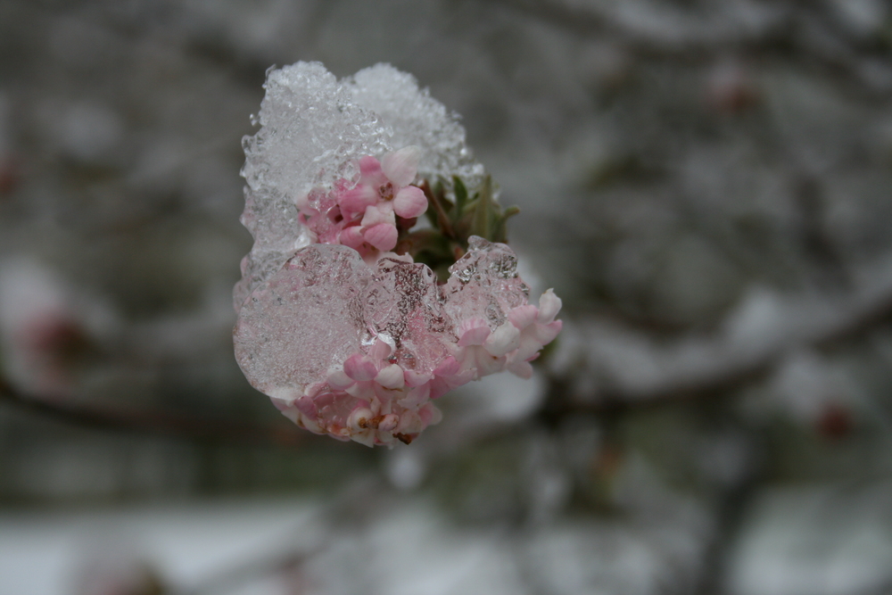 der erste Schnee