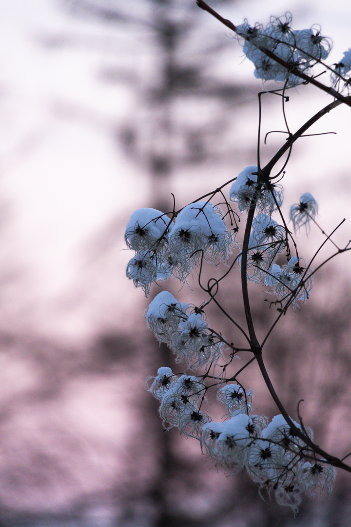 Der erste Schnee