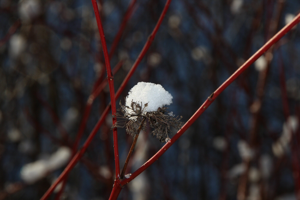 der erste Schnee 3