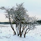 Der erste Schnee 30.11. 2010 Düsseldorf Rheinwiese 2