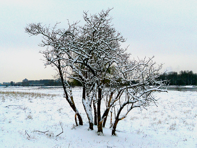 Der erste Schnee 30.11. 2010 Düsseldorf Rheinwiese 2