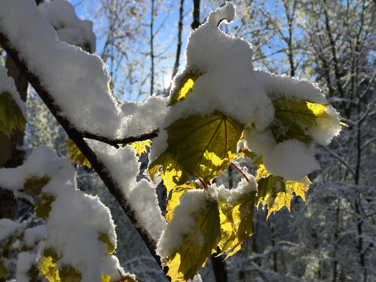 Der erste Schnee.