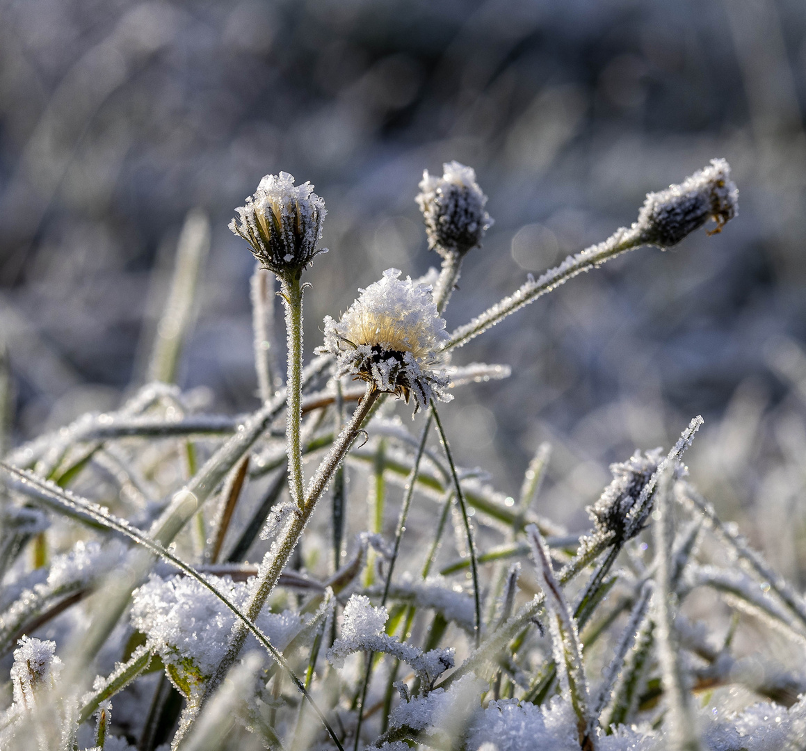 Der erste Schnee