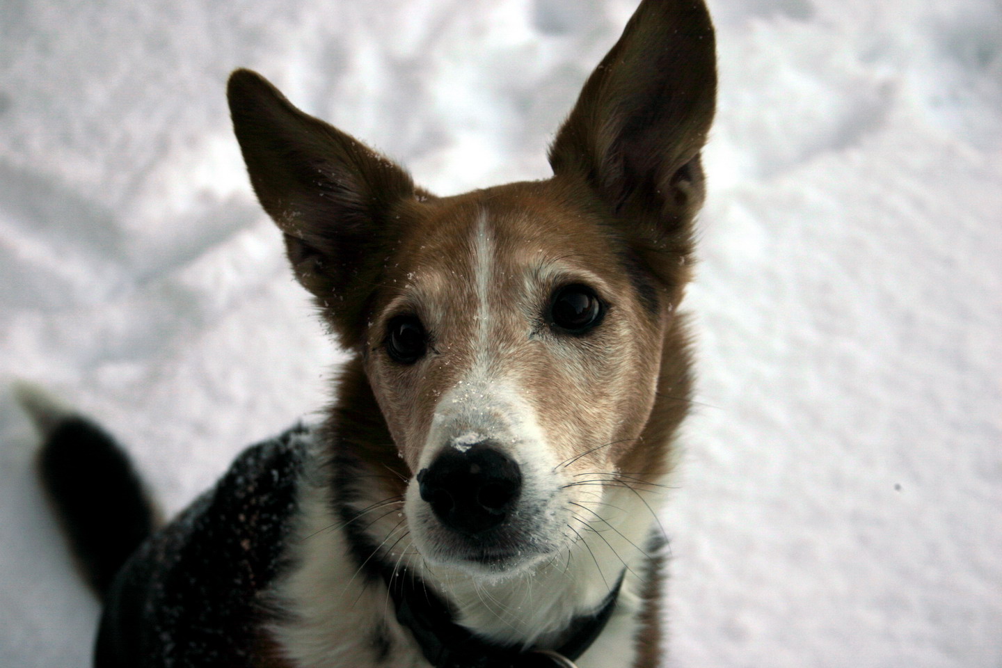 der erste schnee