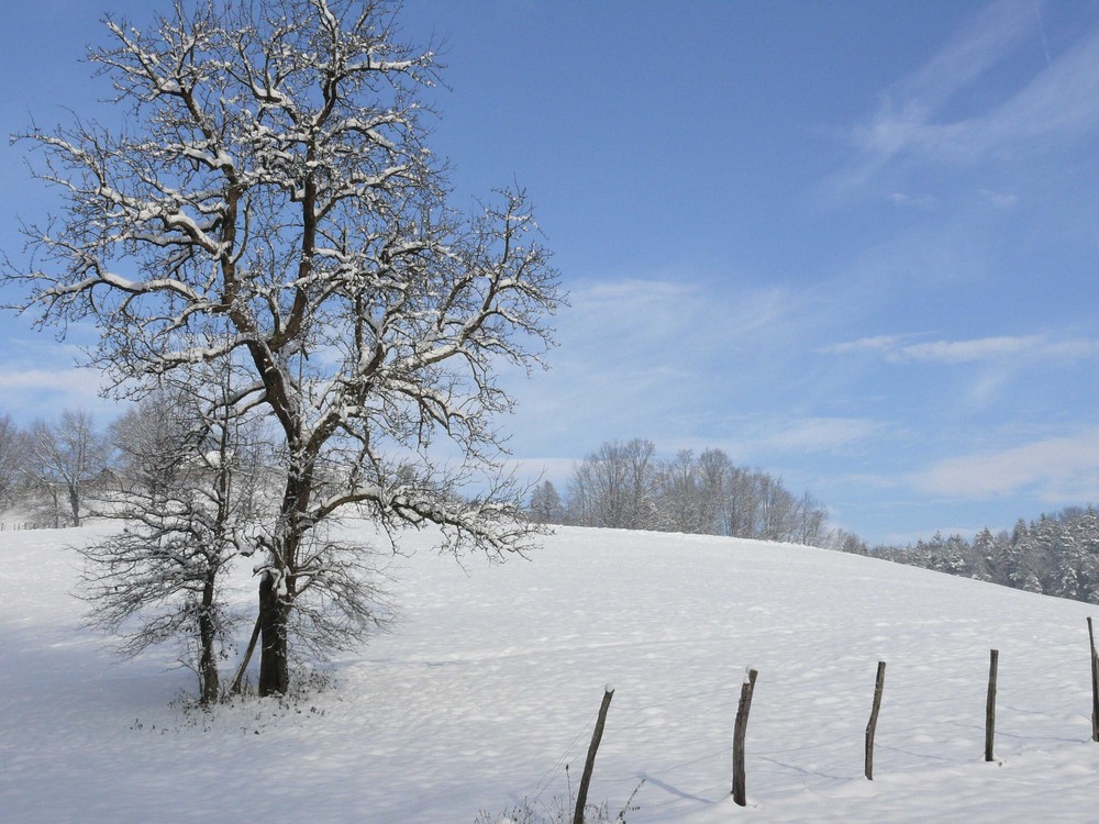 Der erste Schnee