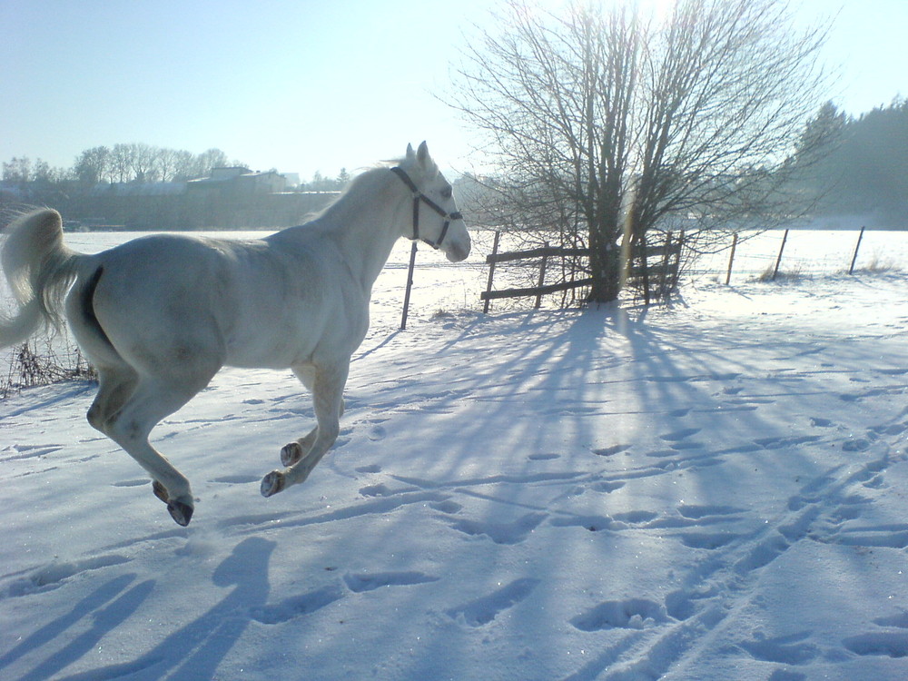 der erste Schnee...