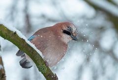 der erste Schnee...