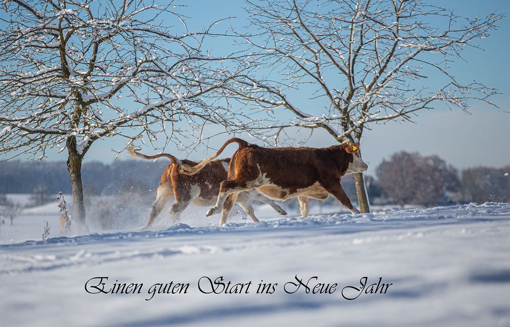 *** DER ERSTE SCHNEE ***