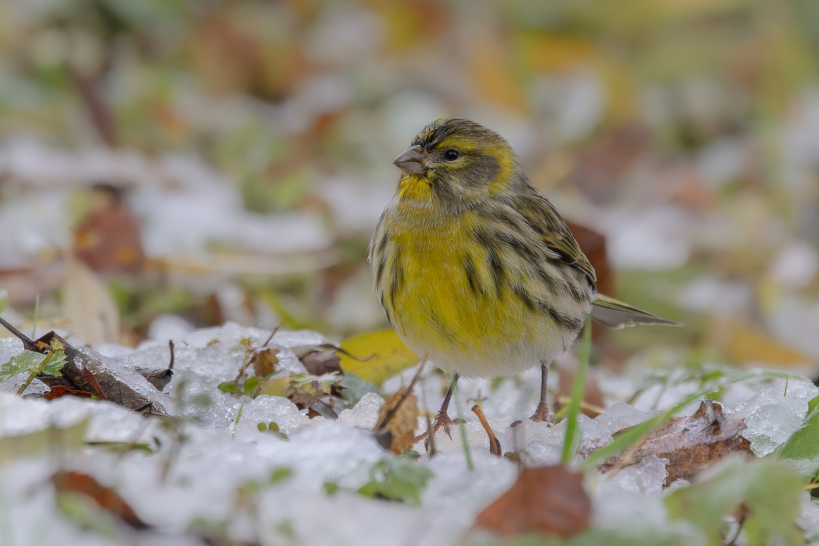 Der erste Schnee