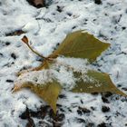 Der erste Schnee