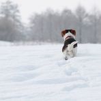 der erste Schnee