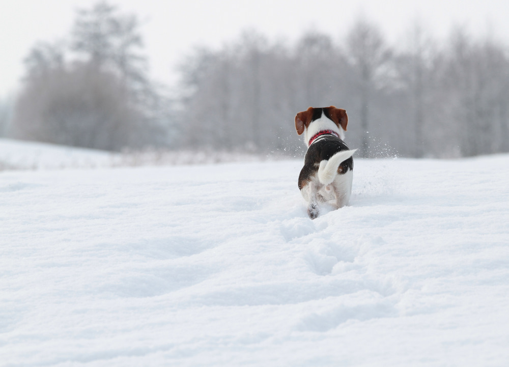 der erste Schnee by Marion Albers 