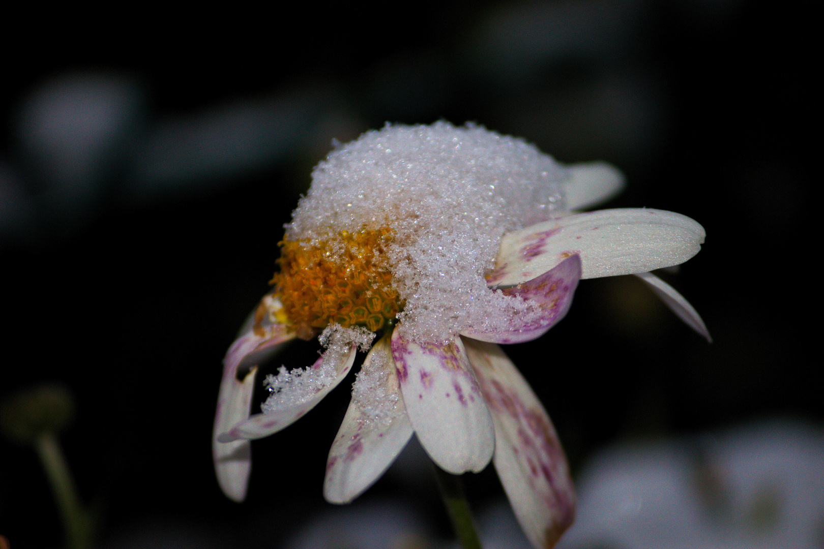 Der erste Schnee