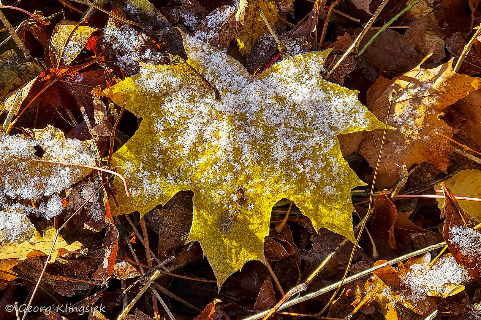 Der erste Schnee 