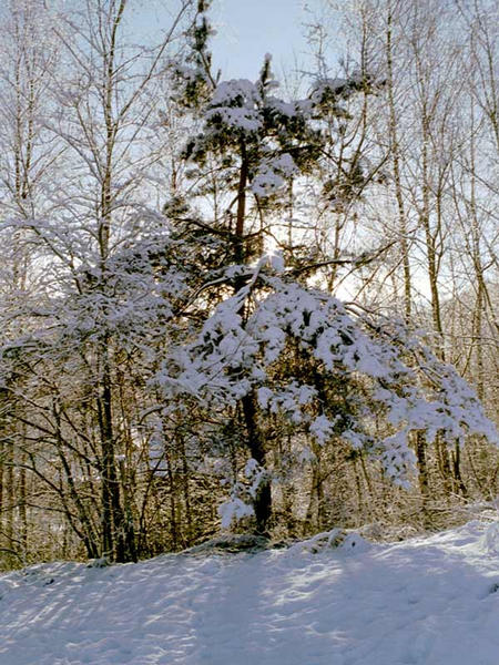 Der erste Schnee