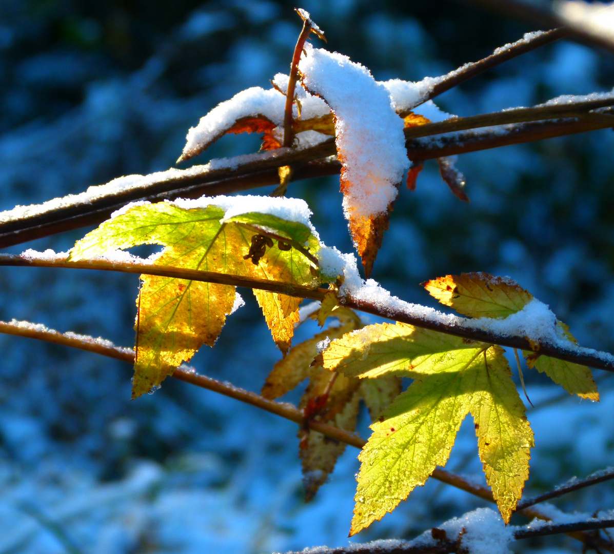 Der erste Schnee