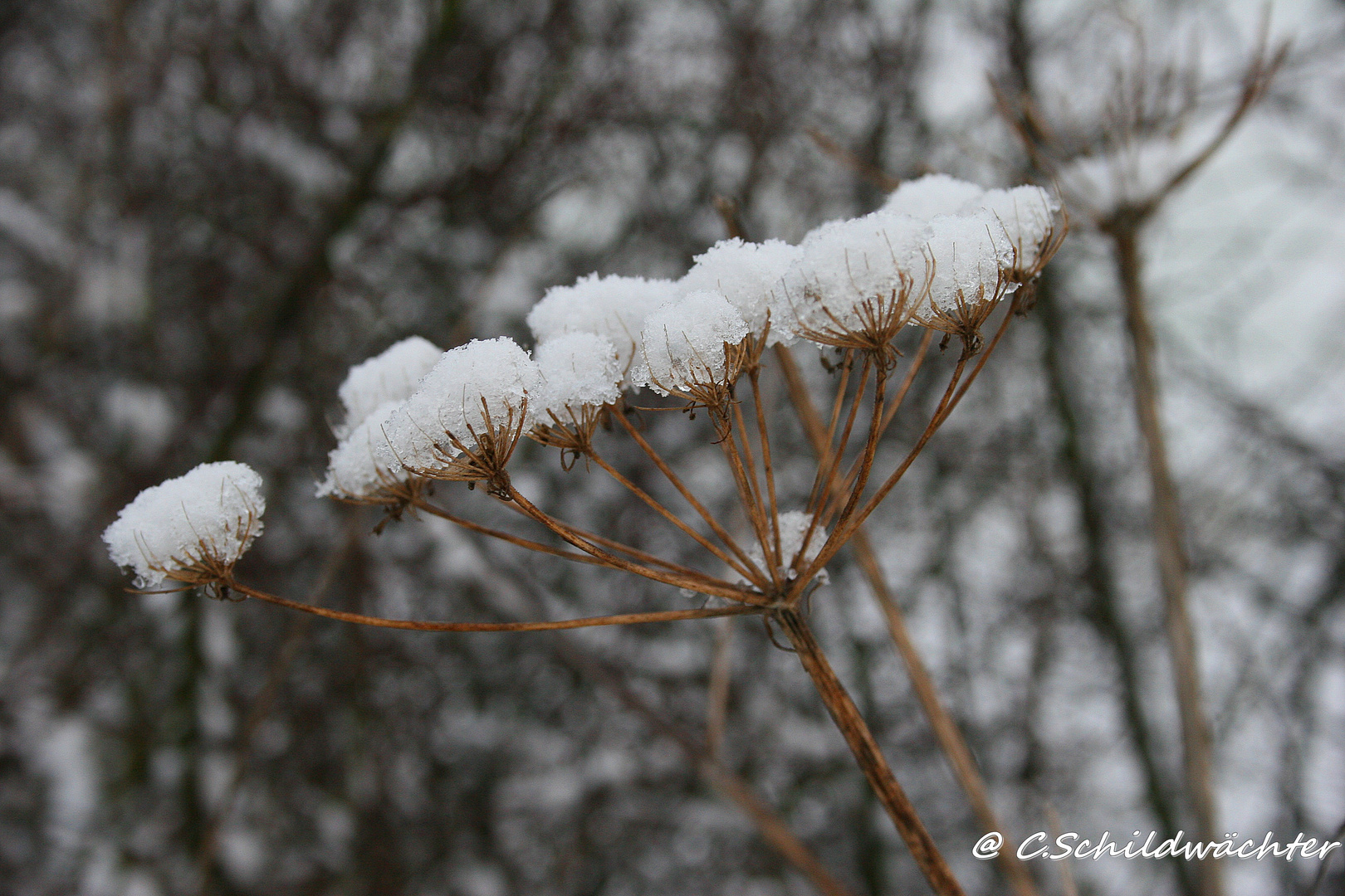 Der erste Schnee