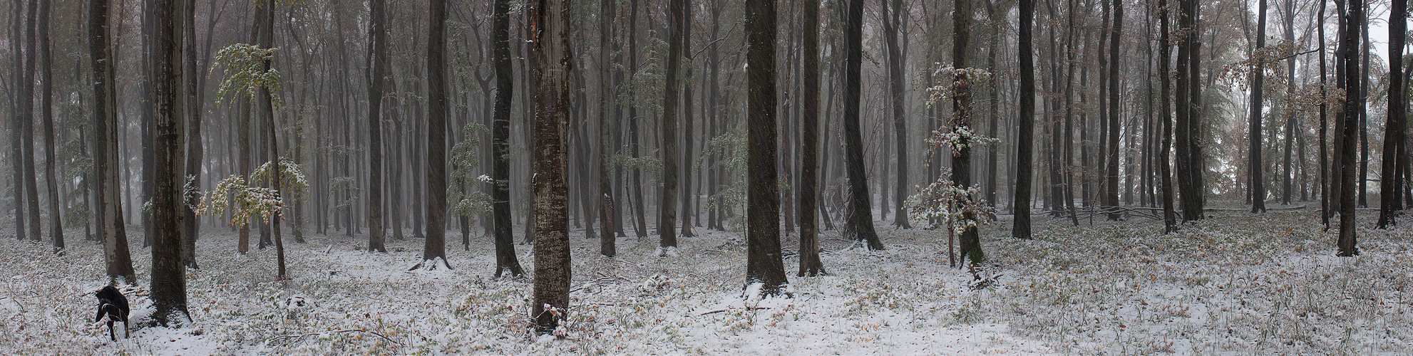 Der erste Schnee . . .