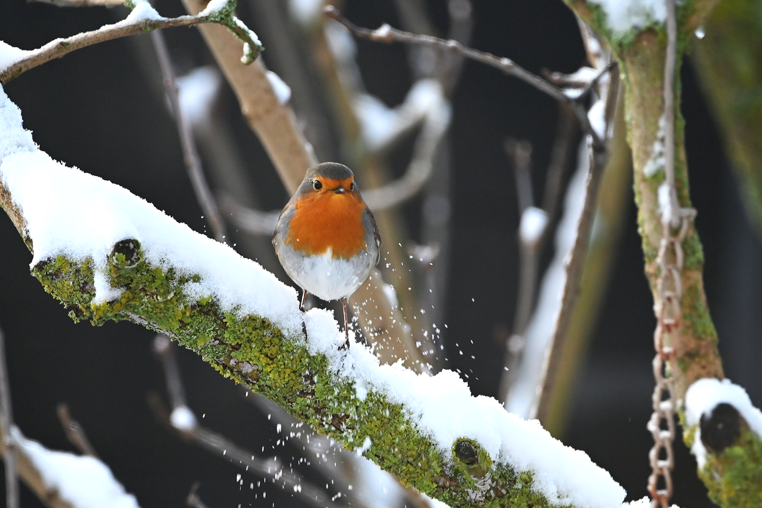 Der erste Schnee