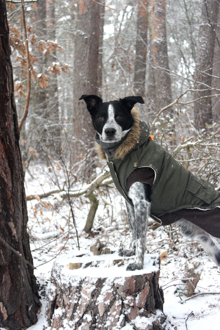 der erste Schnee