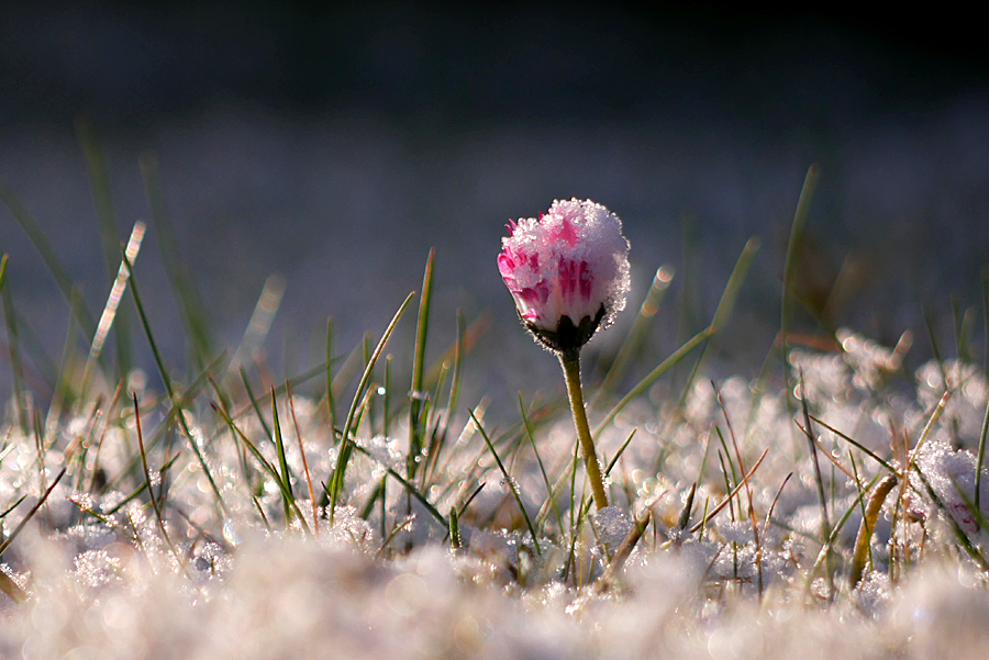 ***der erste Schnee ****