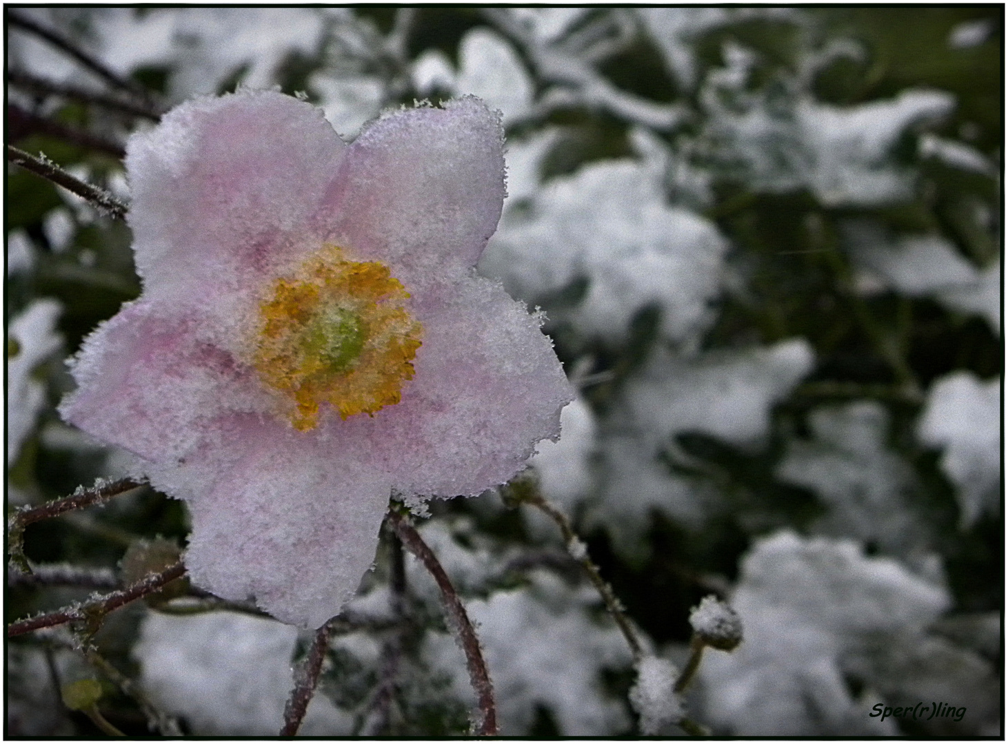 Der erste Schnee...