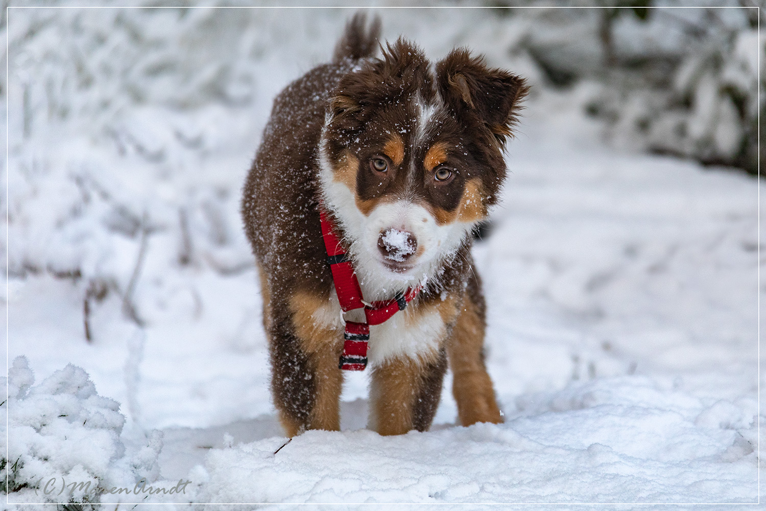 Der erste Schnee Foto &amp; Bild schnee, hunde, hund Bilder auf