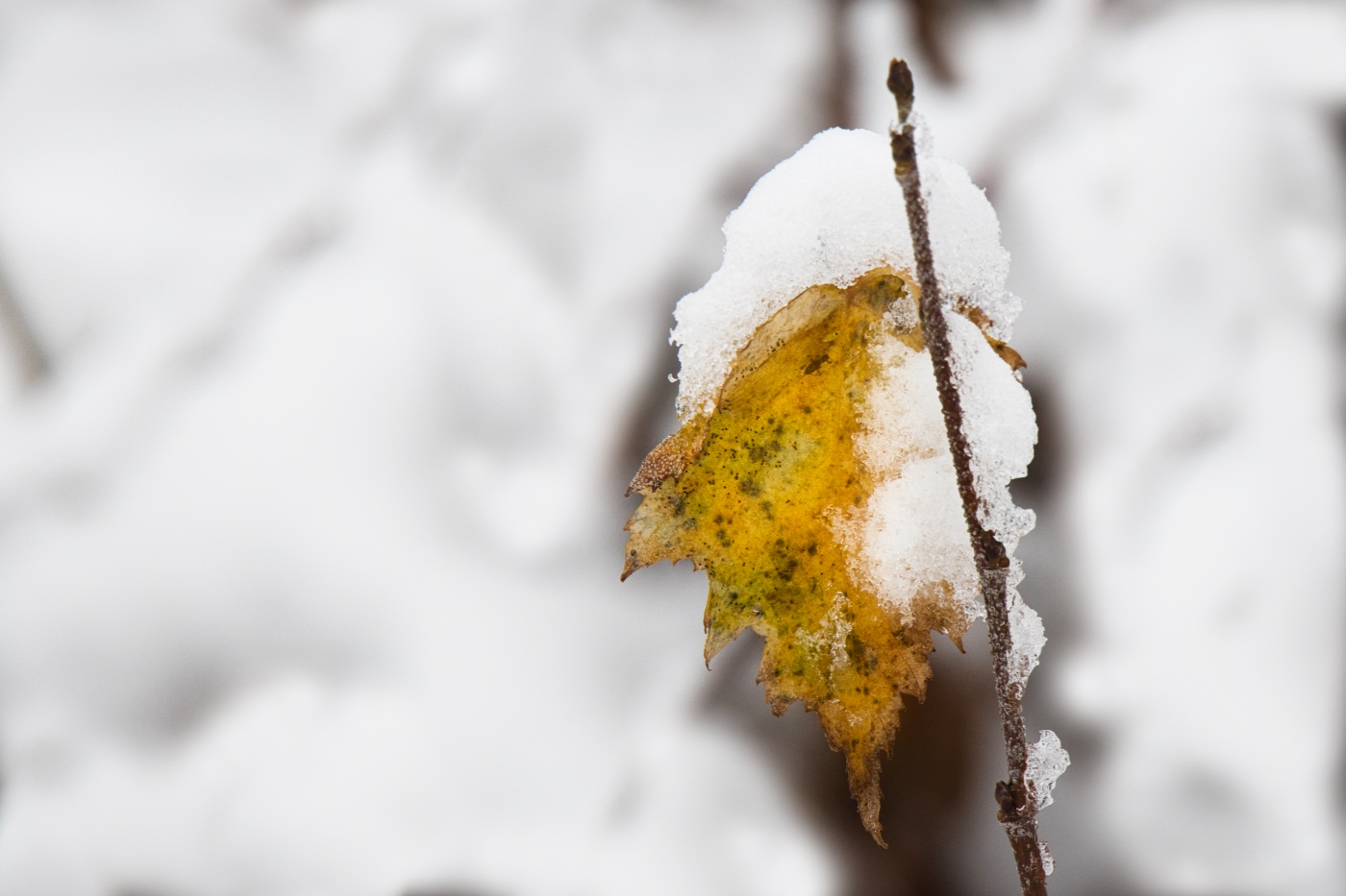 der erste Schnee