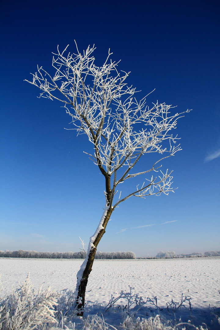 Der erste Schnee