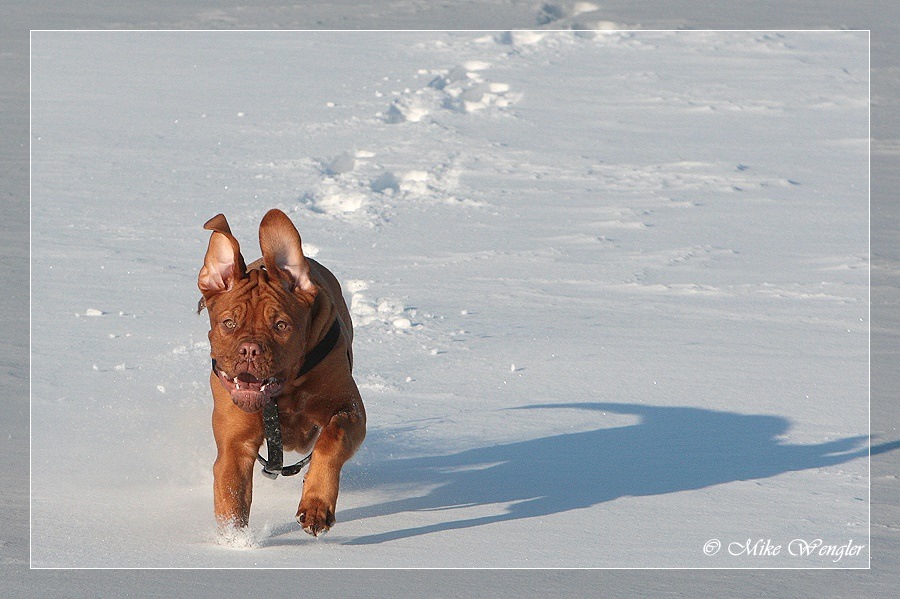 Der erste Schnee