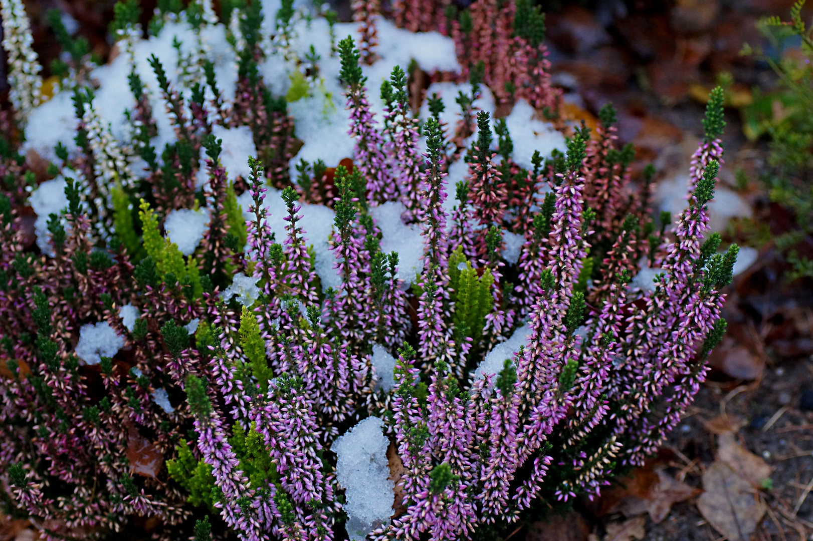 der erste Schnee