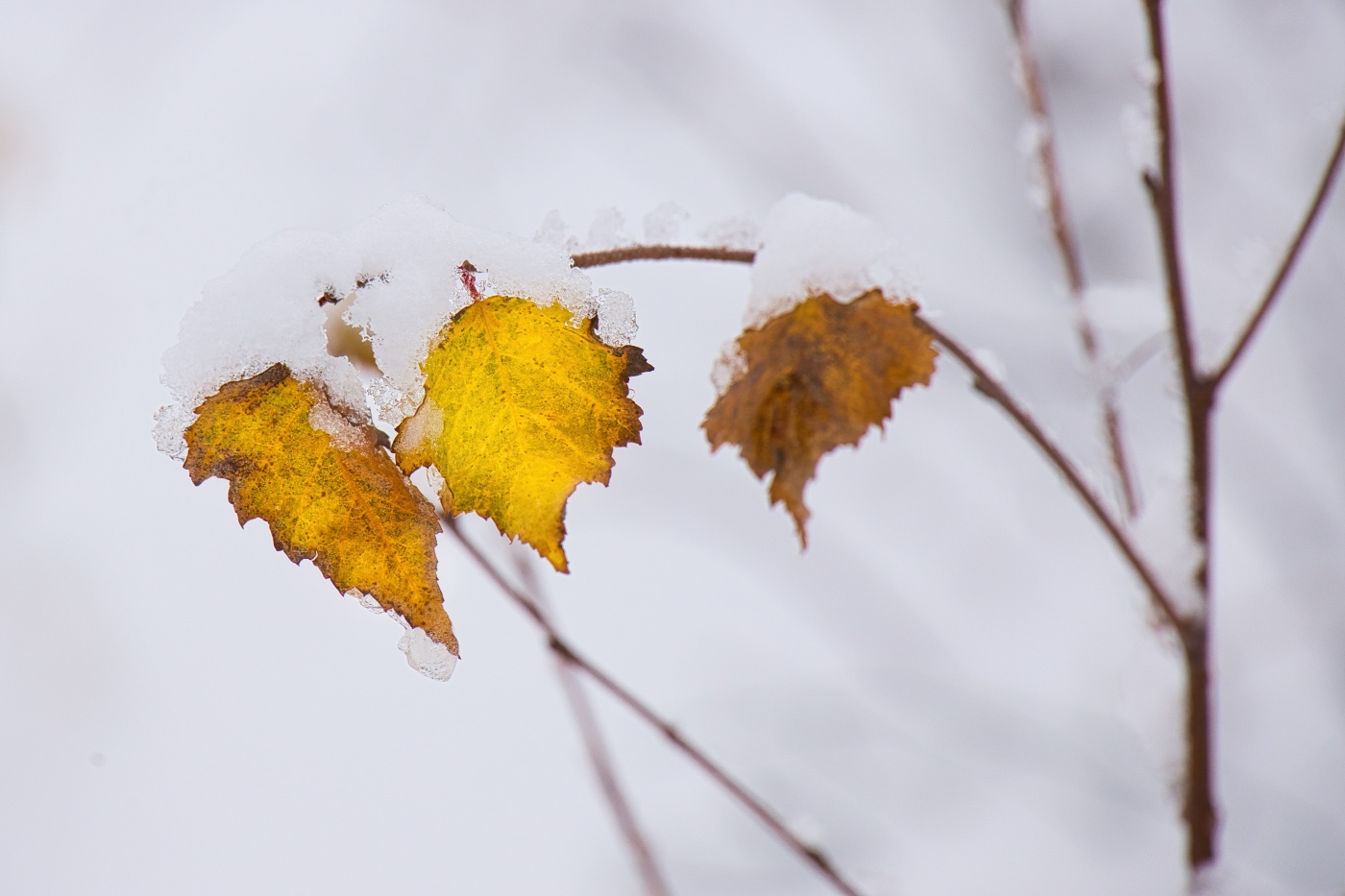 der erste Schnee