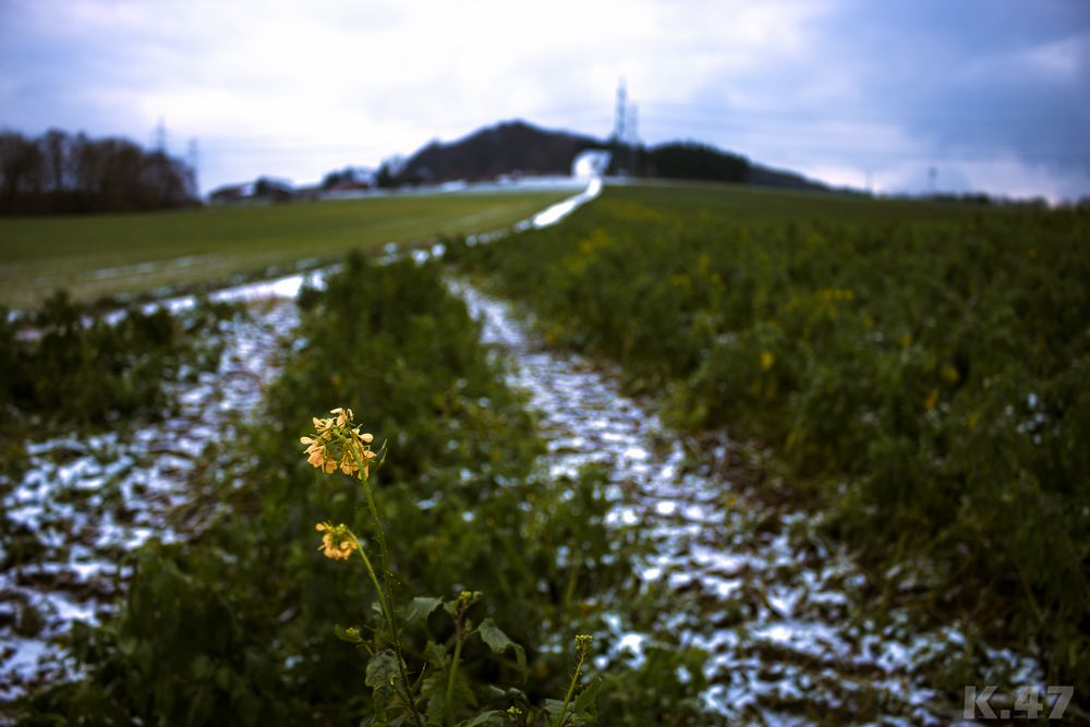 Der erste Schnee