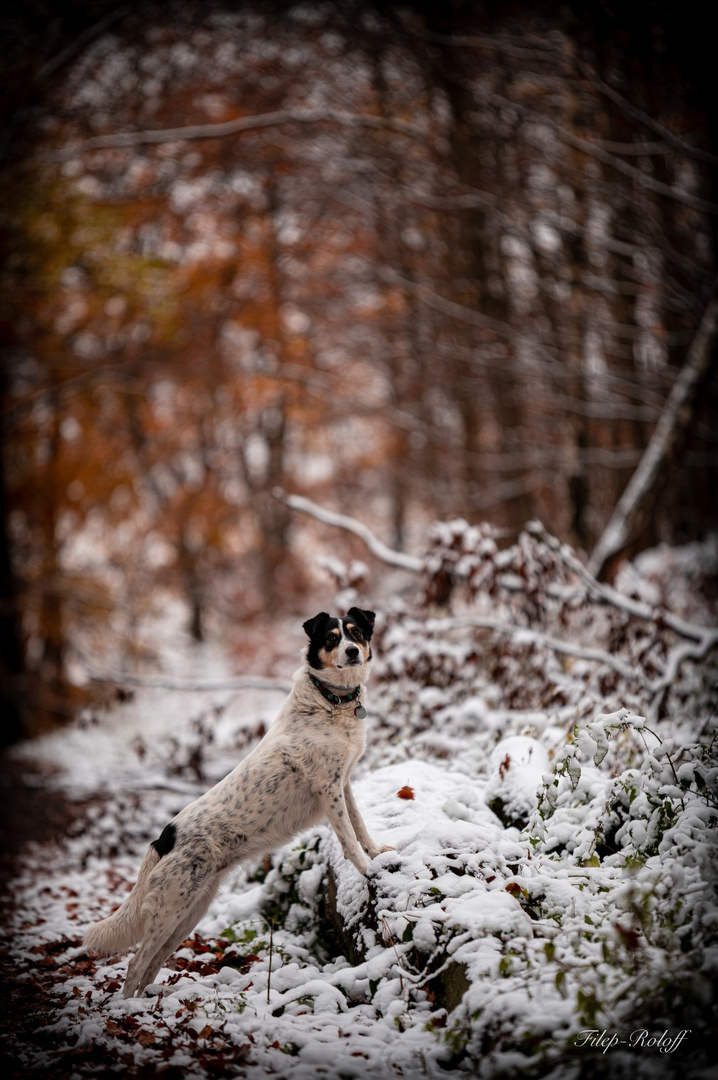 Der Erste Schnee 