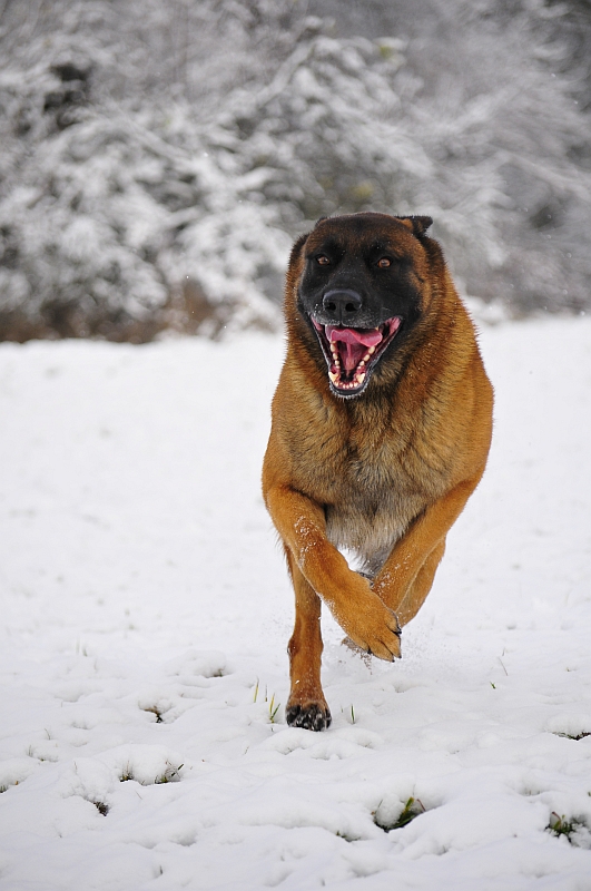 Der erste Schnee!