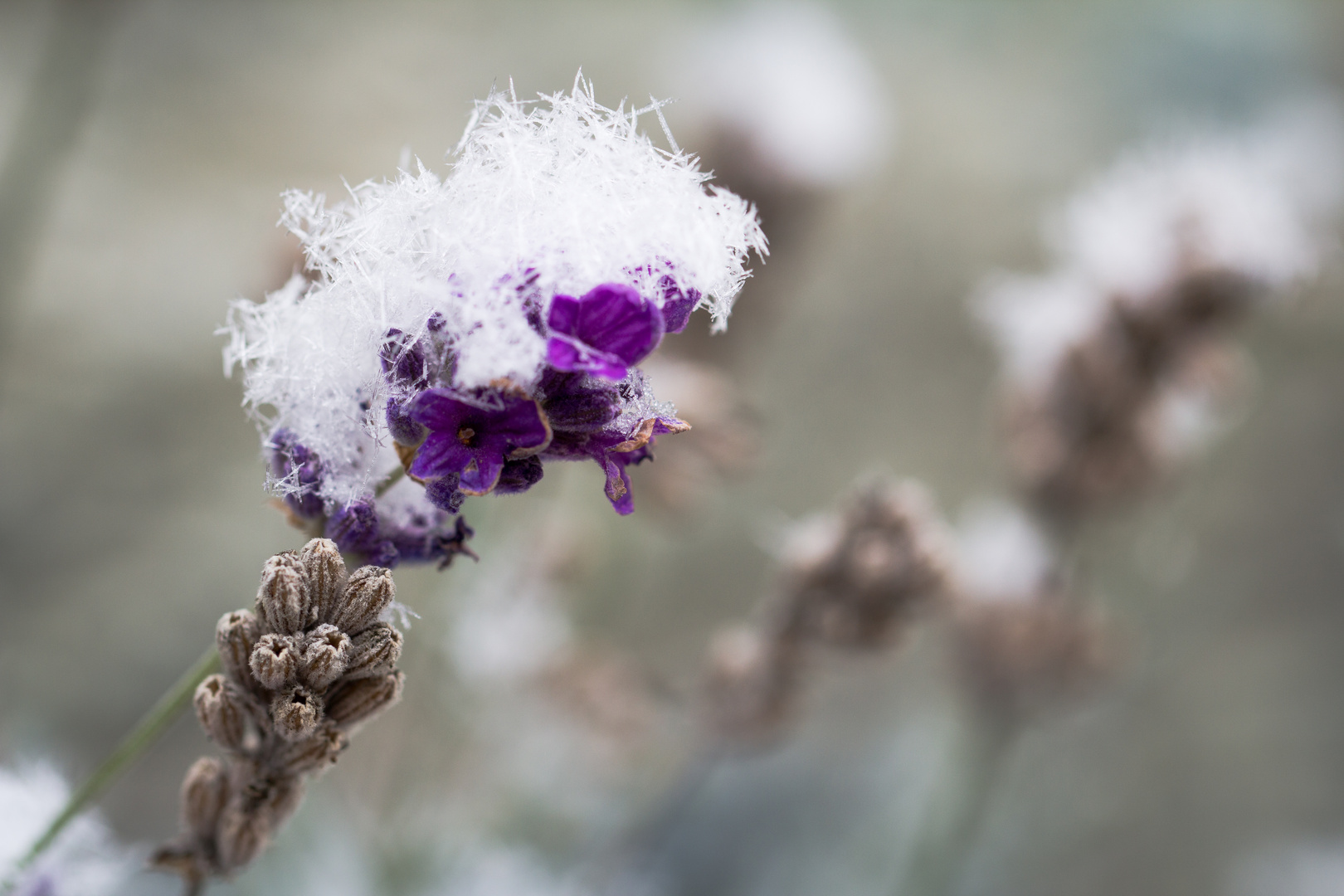 Der erste Schnee