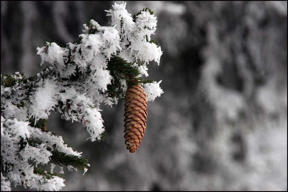 Der erste Schnee