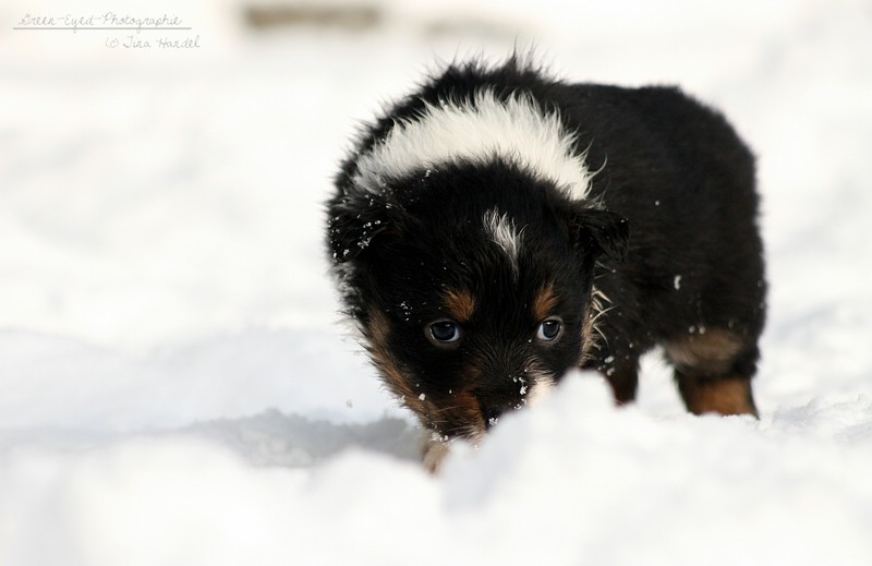 Der erste Schnee...