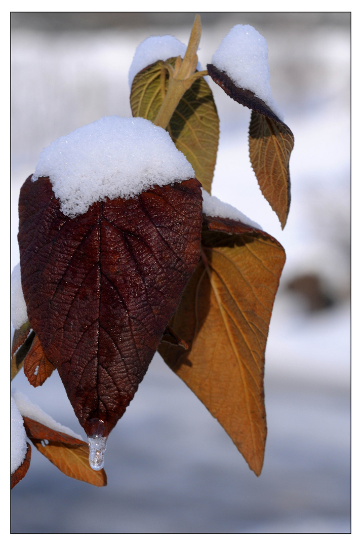 Der erste Schnee