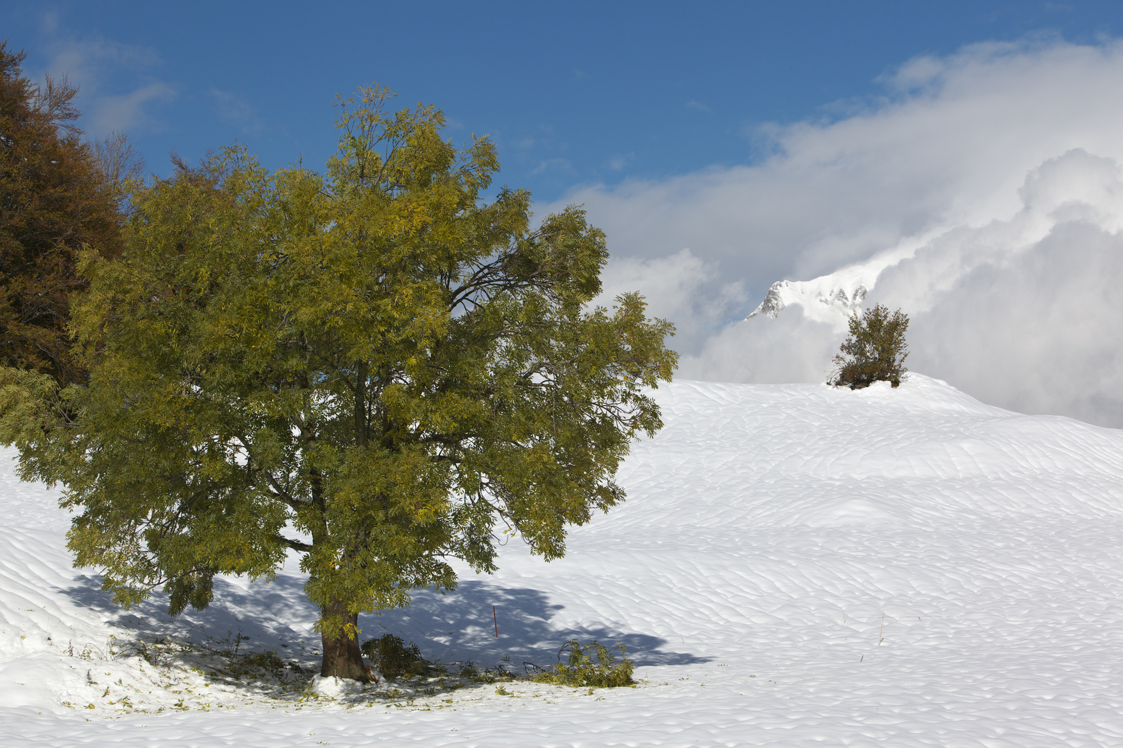 der Erste Schnee