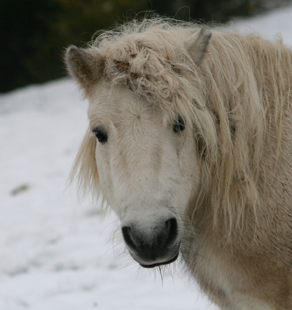 der erste Schnee...