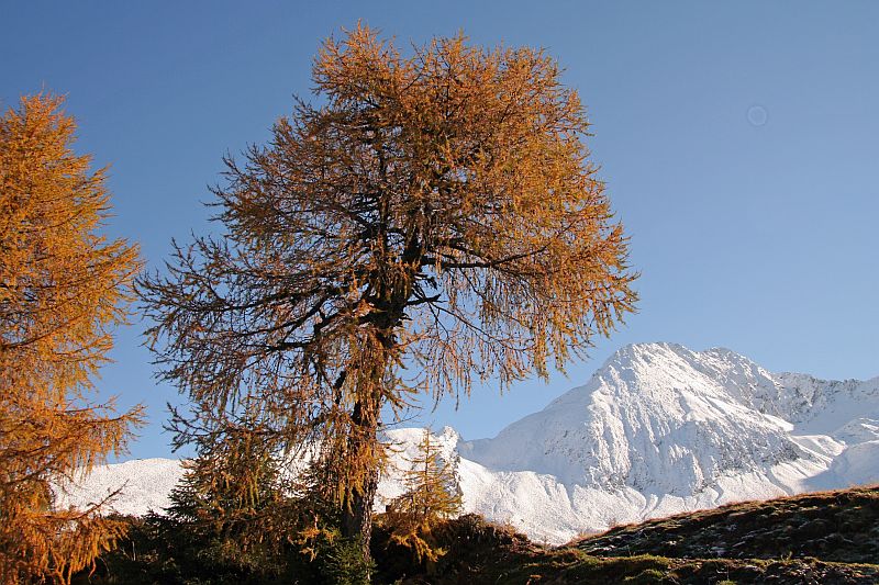 Der erste Schnee am Hirzer III