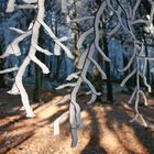 Der erste Schnee auf dem "Altkönig" im Taunus