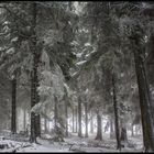 Der erste Schnee auf dem Feldberg....