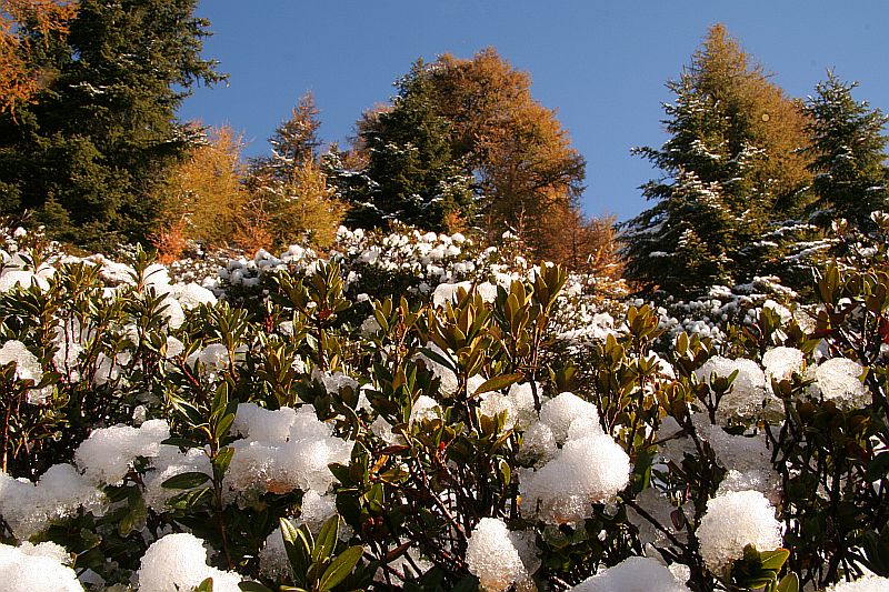 der erste Schnee auf den Alpenrosen