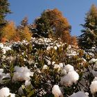 der erste Schnee auf den Alpenrosen