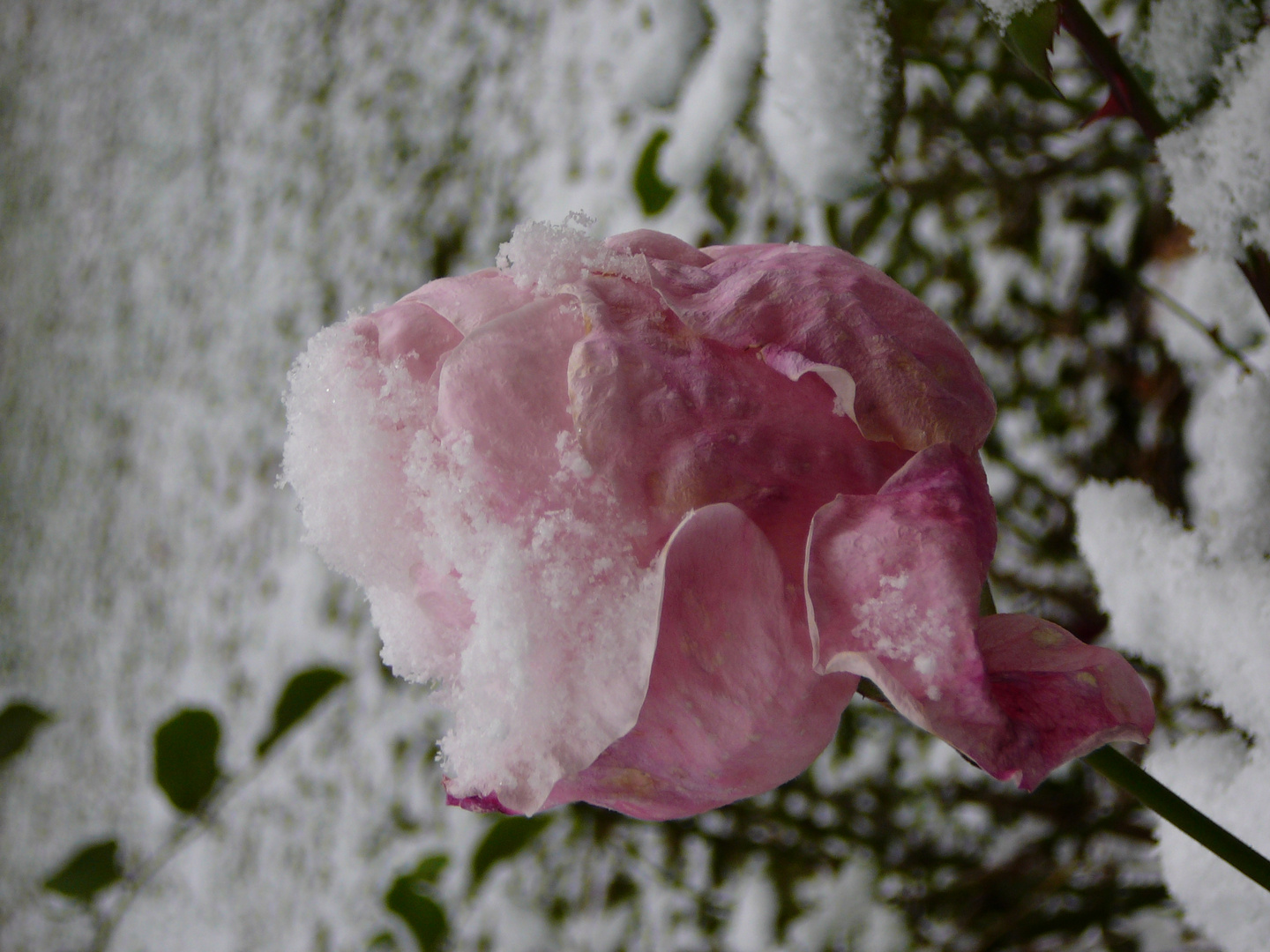 der erste Schnee auf der letzten Rose