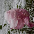 der erste Schnee auf der letzten Rose