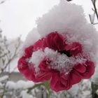 Der erste Schnee auf der letzten Rose in meinem Garten